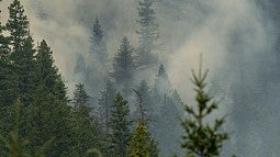 tall trees surrounded by wildfire smoke