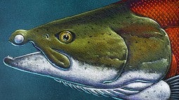 Growing to more than 8½ feet long on average, the prehistoric fish were the largest salmonid to ever exist, swimming the waterways of what is now the Pacific Northwest more than 5 million years ago. The researchers believe the spikes, about 2 inches long and slightly curved, were useful when they swam upstream to spawn. (Illustration courtesy Ray Troll)