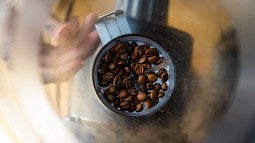 Wet coffee beans entering the grinding hopper