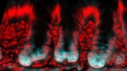 Epifluorescence image of the developing mouse colon from Hopton et al.'s study. All cells of the colon lining are bright red, while the "specialized stem cells" are also bright blue.