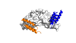 Different affibodies (blue and orange) binding to BMP-2 (gray) in different locations